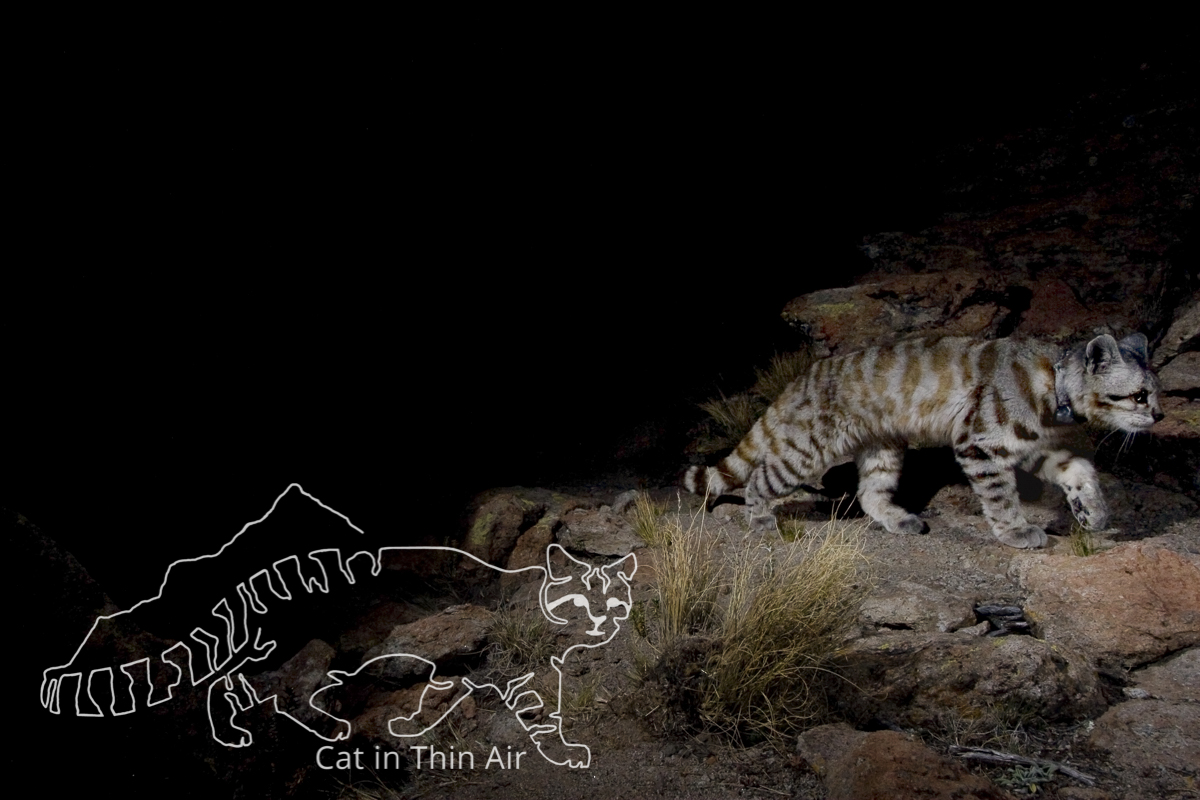 Andean Mountain Cat (Leopardus jacobita) female at night, Abra Granada, Andes, northwestern Argentina