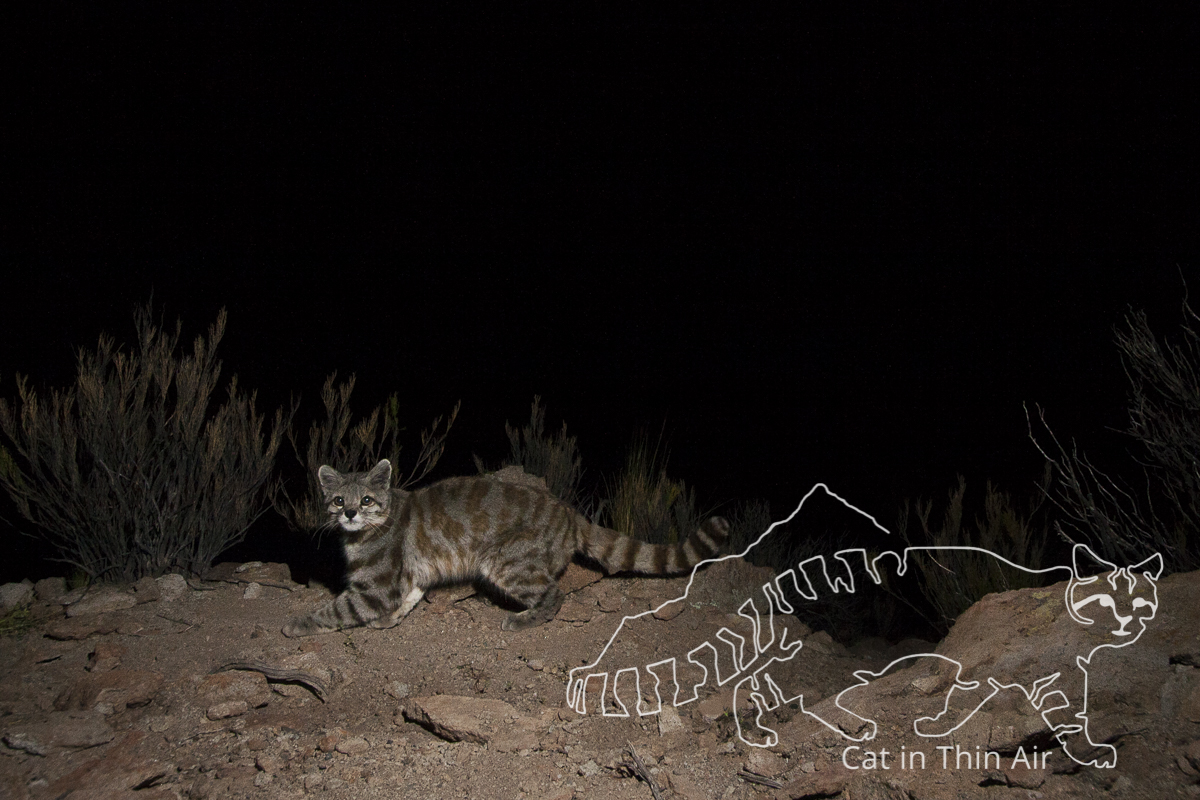 Andean Mountain Cat (Leopardus jacobita) at night, Abra Granada, Andes, northwestern Argentina